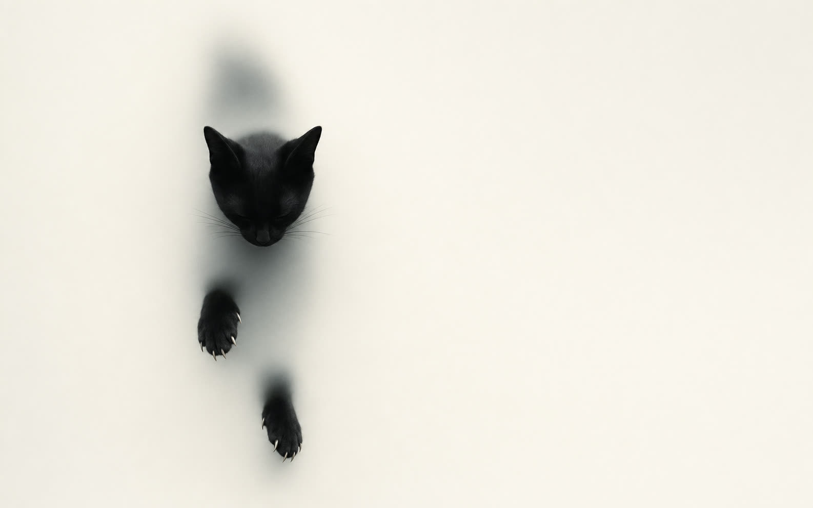 A black cat emerging through a frosted off-white surface — head, ears, and paws pushing through the translucent sheet.